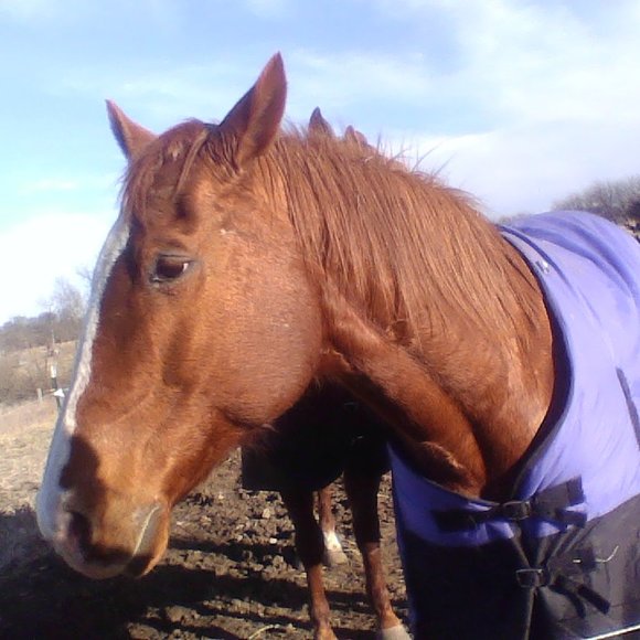 All the ponies! - Picture 6 of 8